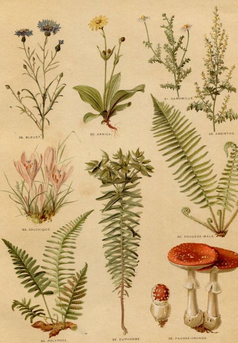 This antique botanical illustration, titled "Nos Fleurs" by M. Leclerc du Sablon, features a beautifully detailed depiction of medicinal plants and fungi, including arnica, chamomile, and amanita mushrooms. Published in the 19th century by Armand Colin & Cie Editeurs, this artwork is a tribute to the scientific and artistic exploration of flora. Perfect for collectors of botanical art and vintage prints, this piece brings the beauty of nature and historical artistry to life. Ideal for framing, i Botany Illustration, French Illustration, Illustration Botanique, Nature Posters, Vintage Botanical Prints, Scientific Illustration, Illustration Vintage, Mushroom Art, White Lilies