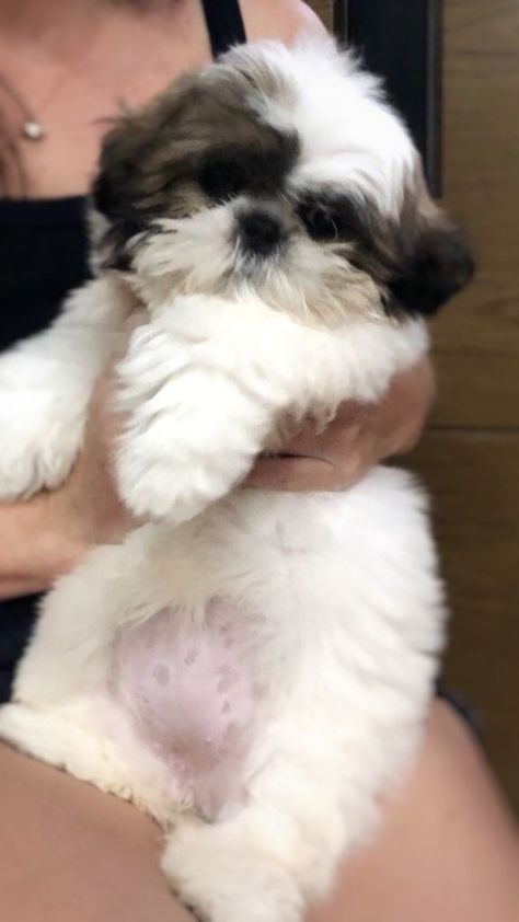 Quite a few dogs out there have the power of making even the most tough-looking person go whosagoodboyyesyouare in a high-pitched voice. That’s because they’re just too cute, and there sure are loads of pictures to prove it. Dogs Tattoo, Perro Shih Tzu, Chien Shih Tzu, Shitzu Dogs, Shitzu Puppies, Wallpaper Dog, Tattoo Dog, Cute Small Dogs, Dog Mommy