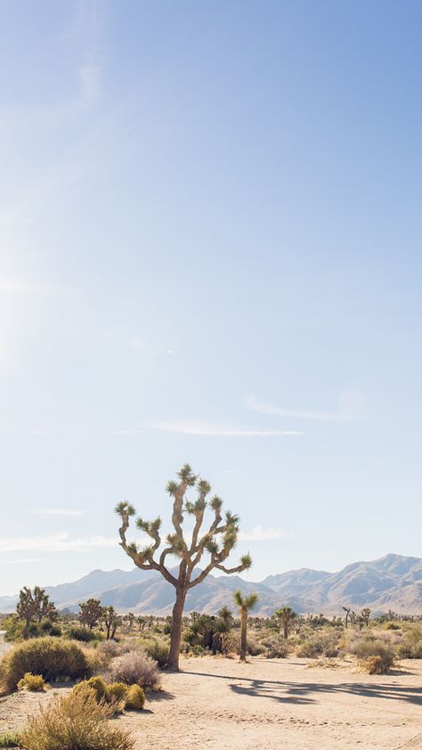 Joshua Tree Wallpaper, Tree Iphone Wallpaper, Beautiful Places In The Us, California Trees, Desert Aesthetic, Joshua Tree California, Desert Photography, California Desert, Desert Vibes