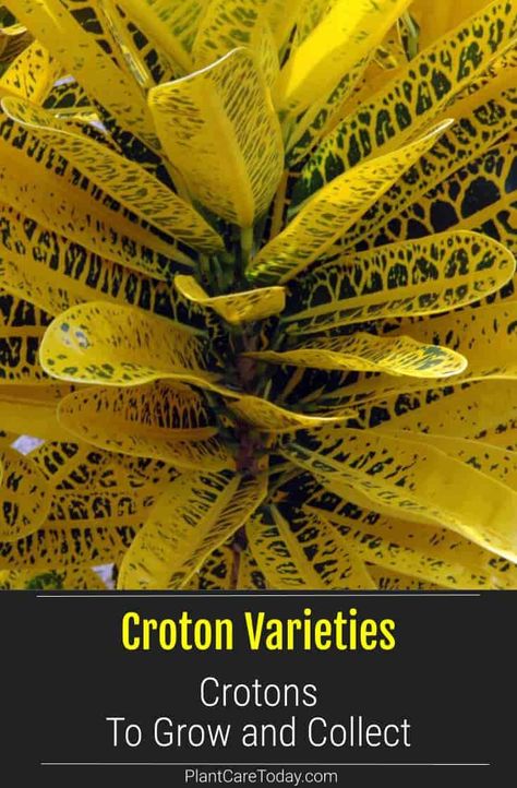 Croton varieties can live outdoors in warmer climates, When planted outdoors, crotons create visually and vibrant colored borders and accent specimen pieces. Crotons Plants Landscaping, Colorful Plants Outdoor, Croton Plant Outdoor Landscaping, Croton Varieties, Tropical Plants Outdoor, Crotons Plants, Hawaii Garden, Croton Plant, Houseplant Tips