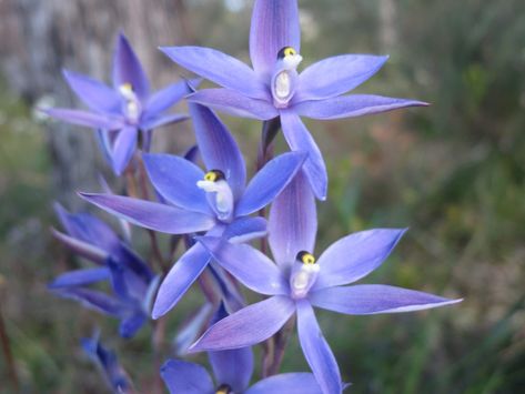 9 Must-See West Australian Orchids - Inspiration Outdoors Foxtail Orchid, Australian Native Orchids, Australian Orchids, Orchids In The Wild, Lush Rainforest, Orchid In The Wild, School Designs, Lovely Perfume, Australian Wildflowers