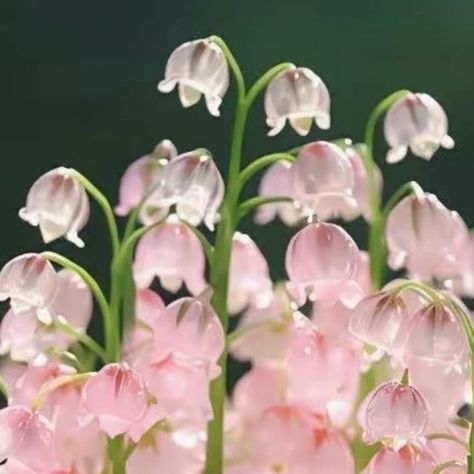 The Language Of Flowers, Language Of Flowers, July 28, Lily Of The Valley, The Valley, Photo Credit, Lily, Water, Flowers