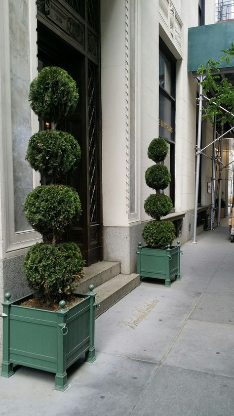 Topiary Entrance Planters NYC Topiary Outside Front Door, Topiary Pots Entrance, Topiary Trees Front Door Entrance, Store Entrance Design, Entrance Planters, Topiary Pots, Topiary Ball In Planter, Ladew Topiary Gardens, Store Entrance