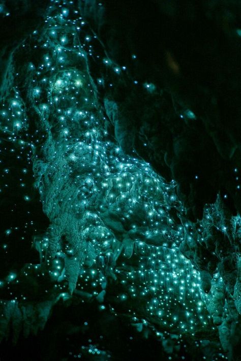 The Glow Worms Are Absolutely Thriving With Reduced Tourist Numbers Glow Worm Cave, Glow Worms, Fern Gully, Glowing Mushrooms, Dark Cave, Underwater Caves, Underground Caves, Glow Worm, Living In New Zealand