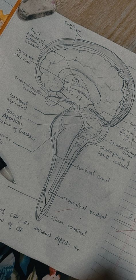 Biology Anatomy Aesthetic, Neurologist Aesthetic Wallpaper, Brain Doctor Aesthetic, Neuropsychiatry Aesthetic, Neuro Science Aesthetic, Sport Psychologist Aesthetic, Neurosurgeon Wallpaper, Neuroscience Student Aesthetic, Neurology Wallpaper