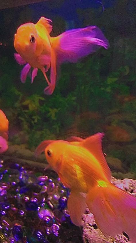 Pez, astethic, morado, tumblr Parrot Fish, Rainbow Aesthetic, Angel Fish, Aesthetic Photos, Sea Animals, Goldfish, Aesthetic Photo, Sea Life, Parrot