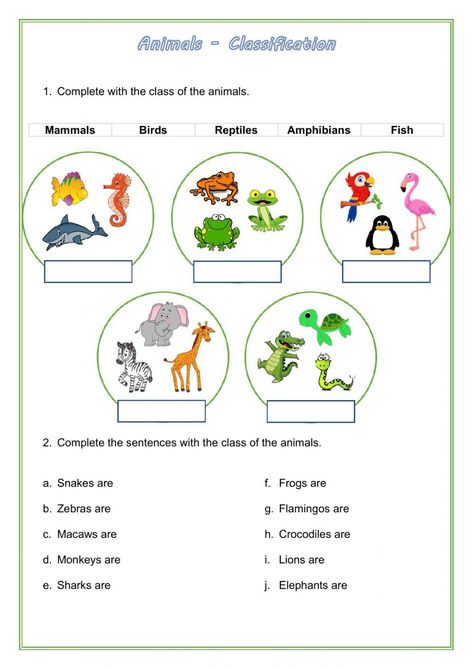 Classification Of Animals Worksheet, Animals Classification, Classification Of Animals, Animal Classification For Kids, Animal Classification Activity, Animal Classification Worksheet, Mammals Activities, Classifying Animals, Science Quiz