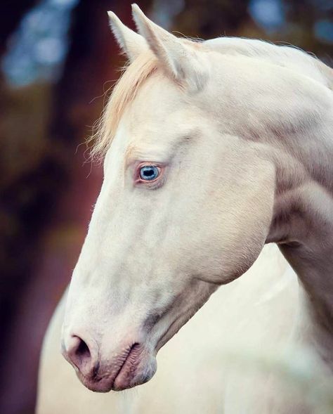 Blue eyes. It is either a white horse or cremello. Albino Horse, Horse Markings, Horse Heads, Horse Anatomy, Albino Animals, Paint Horse, Most Beautiful Horses, Majestic Horse, All The Pretty Horses