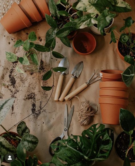 Plant Flatlay, Gardening Vision Board, Garden Vision Board, Plant Instagram, Cozy Garden Aesthetic, Plant Lady Aesthetic, Planting Aesthetic, Gardening Aesthetic, Gardening Photography