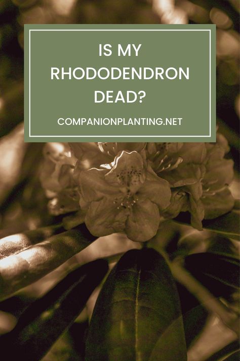 Rhododendrons will likely grow just fine even without too much care from your side and are capable of surviving tough conditions, even severe winter colds. However, after the winter, your rhododendron may look anything but beautiful and lively. Its leaves may turn brown, and the whole plant will look withered and dried out, leading you to ask the question “is my rhododendron dead?” Below, I’ll explain if this is really the case and if you should be concerned when your plant looks like that. Rhododendron Care, Rhododendron Plant, Yellow Leaves, Companion Planting, New Growth, Plant Needs, Grow Lights, Water Plants, New Leaf