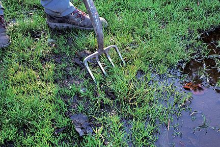 Waterlogged lawns/RHS Gardening Food Safety Tips, Veg Patch, Lush Lawn, After Rain, Lawn Maintenance, English Country Gardens, Clay Soil, Country Garden, Gardening Fork