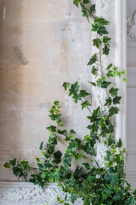 Climbing Ivy Indoor, English Ivy Indoor, Indoor Ivy, Ivy Plant Indoor, Indoor Climbing Plants, English Ivy Plant, It Photos, Gypsum Wall, English Ivy