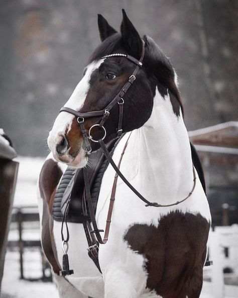 Skewbald Horse, Piebald Horse, Cheval Pie, Horse Background, Horse Adventure, Horse Markings, Beautiful Horses Photography, American Paint Horse, Pinto Horse