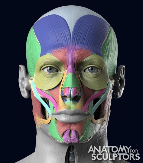 ArtStation - 3D Model Facial Muscles, Anatomy For Sculptors Face Muscles Anatomy, Facial Muscles Anatomy, Book Anatomy, Anatomy For Sculptors, Muscles Anatomy, Head Muscles, Muscles Of The Face, Skull Anatomy, Head Anatomy