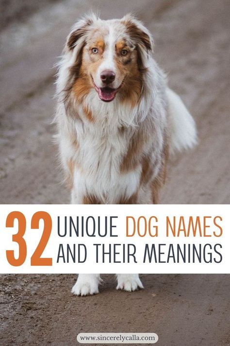 unique dog names Girl Puppy Names Unique, Boy Puppy Names Unique, Cool Dog Names Boys, Puppy Girl Names, Puppy Names Unique, Boy Puppy Names, Girl Dog Names Unique, Pet Names For Dogs