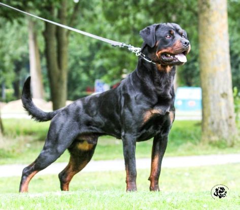 Rottweiler Photography, Working Dog Breeds, Rip Dog, Fit Dogs, Doberman Pinscher Dog, Dog Area, Working Dog, Guard Dog, Herding Dogs