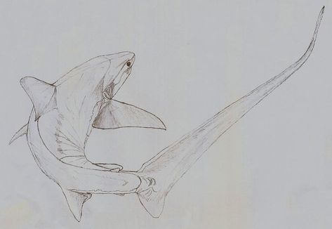 Practise Drawings, Hai Tattoo, Thresher Shark, Shark Photos, Shark Drawing, Doodle Art Flowers, Ocean Tattoos, Animal Illustration Art, Shark Art