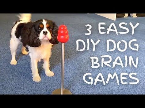 3 easy DIY dog brain games Mental Stimulation For Dogs Diy, Dog Puzzles Diy, Dog Busy Toys, Dog Games Diy, Dog Toys Diy Homemade, Dog Brain Games, Games For Puppies, Games For Dogs, Dog Boredom