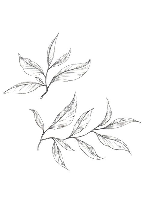 Small Leaf Drawing, Tea Tree Illustration, Tea Leaf Drawing, Tea Leaf Tattoo, Leaf Branch Drawing, Leaves Drawing Sketches, Tea Leaf Illustration, Bay Leaf Tattoo, Plant Leaf Tattoo