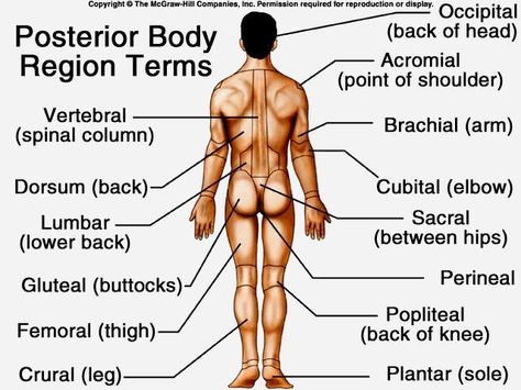 Body Regions Anatomy, Spinal Column, Study Schedule, Anatomy And Physiology, Human Anatomy, Educational Games, Science And Nature, Lower Back, Ecology