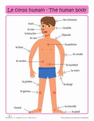 le corps : drawing of the body with French labels (no English translations, which is good)  {babybilingual.blogspot.com} French Body Parts, Learn French Fast, Learning French For Kids, Learn French Beginner, French Flashcards, Basic French Words, French Worksheets, French Verbs, French Activities