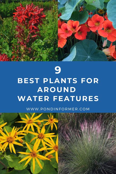 9 of the best plants to put around water features and fountains, their native regions, and how to plant and care for them. Plants For Water Fountains, Landscaping Around A Fountain, Plants For Water Features, Plants For Water Gardens, Plants For Ponds Landscapes, Yard Fountains Landscaping, Water Feature Plants, Plants For Around A Pond, Waterfall Plants Landscaping