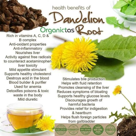 Dandelion Tea Benefits, Avocado Types, Dandelion Benefits, Dandelion Root Tea, Dandelion Tea, Herbal Apothecary, Anti Aging Food, Dandelion Root, Healing Plants