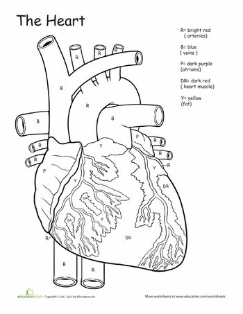 Worksheets: Awesome Anatomy: If I Only Had a Heart! Heart Worksheet, Anatomy Coloring, Human Body Worksheets, Human Body Science, Anatomy Coloring Book, Human Body Unit, The Human Heart, Heart Anatomy, 6th Grade Science