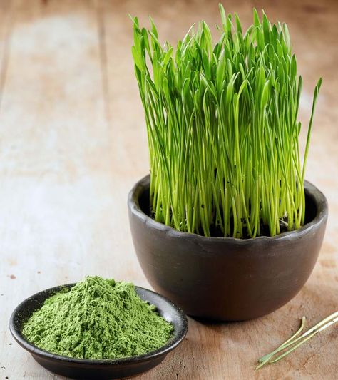 Wheatgrass powder is one of the best superfoods'. But, what makes it more "super" than remaining? Know benefits of wheatgrass powder to find out the reason Wheat Grass Powder, Wheatgrass Benefits, Juicing Recipes For Beginners, Superfood Powders, Wheatgrass Juice, Beetroot Benefits, Wheatgrass Powder, Micro Greens, Health Tonic