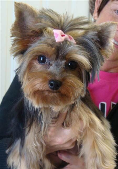 Yorkie Haircuts Pictures - Coolest Yorkshire Terrier Haircuts Yorkie Haircut, Miniature Yorkshire Terrier, Yorkshire Terrier Grooming, Yorkie Cuts, Yorkie Hairstyles, Yorkie Haircuts, Yorkshire Terrier Teacup, Yorkshire Terrier Haircut, Dog Grooming Tips