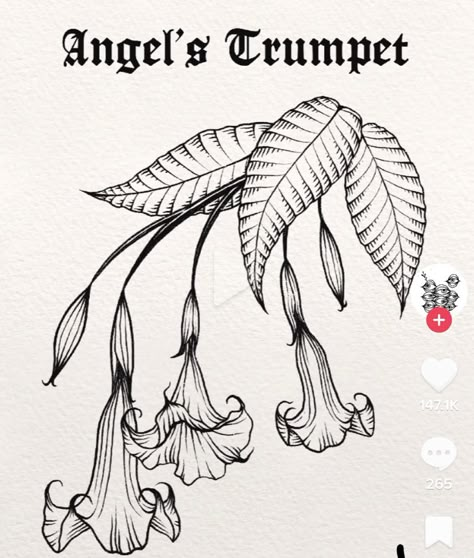 Angel Trumpet Plant Drawing, Angels Trumpet Flower Tattoo, Devils Trumpet Tattoo, Deadly Plant Tattoo, Medieval Plants Illustration, Weird Flower Tattoo, Angels Trumpet Tattoo, Gothic Plant Tattoo, Plant Inspired Tattoos