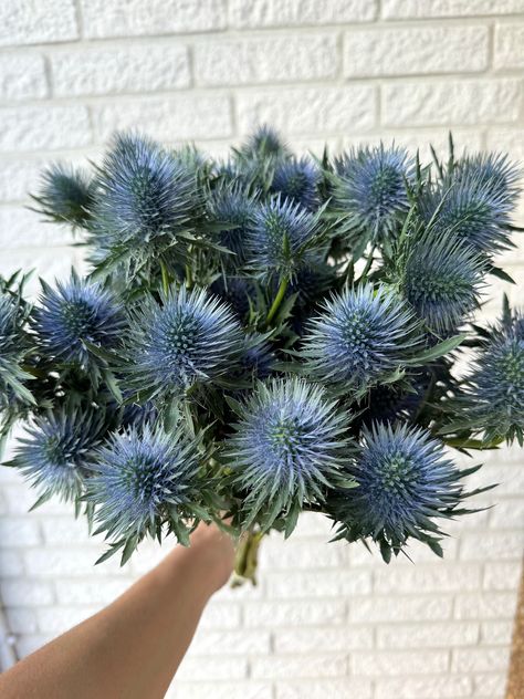 Natural Fresh Eryngium, Blue fresh Thistle, Ideal for wedding bouquets, wedding boutonniere, Environmentally friendly, 10 PCS  Estimated delivery times: Germany 1-2 days. All parcels to United States will be delivered via UPS - 4-8 business days, phone number is required for the courier. Parcels within EUROPEAN UNION UPS standard service 2-4 business days Parcels to Australia will be shipped via Standard Airmail and shipping time takes 2 weeks. Blue Winter Flowers, Thistle Wedding Flowers, 10th Anniversary Idea, Thistle Bouquet, Thistle Wedding, Sunflower Illustration, Blue Thistle, Sea Holly, Thistle Flower