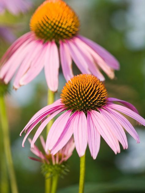 close-up-ruby-star-purple-coneflower-7c37fc1a Purple Coneflower, Purple Coneflower Drawing, Purple Coneflower Companion Plants, Pale Purple Coneflower, Clay Soil Plants, Echinacea Pow Wow Wild Berry, Planting In Clay, Prairie Planting, Grow Gorgeous