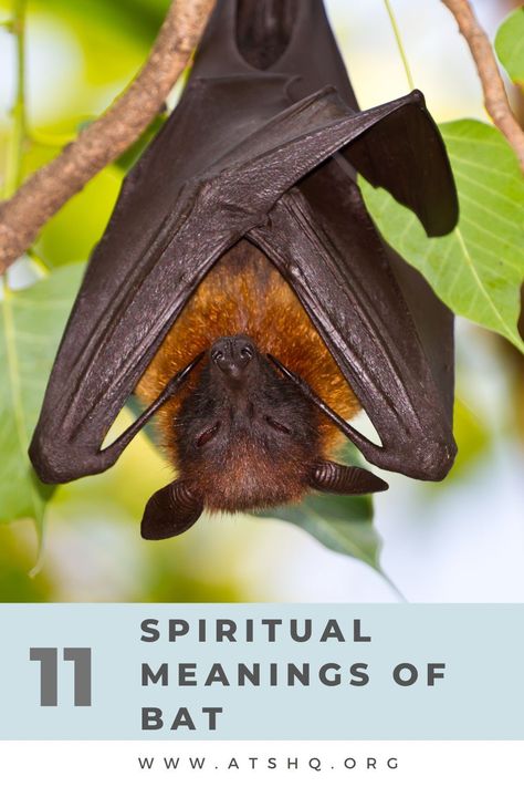 11 Spiritual Meanings of Bat Bat Omen Meaning, Seeing Bats Spiritual Meaning, Bat Symbolism Meaning, Bats In Witchcraft, Bat Tattoo Meaning, Bat Spiritual Meaning, Bat Spirit Animal Meaning, Bat Symbolism, Home Meaning