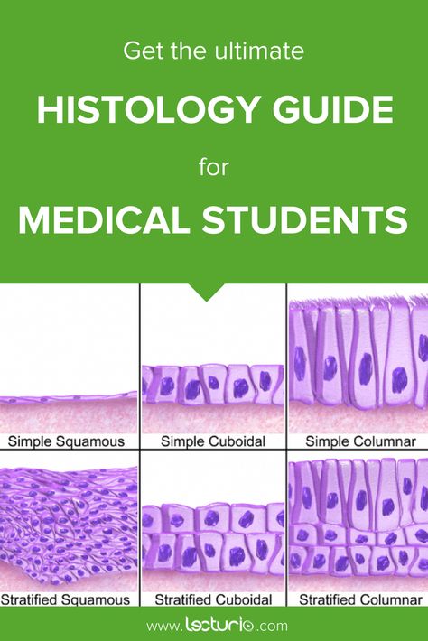 Histology Slides Labeled, Histology Notes Aesthetic, Histology Drawings, Histology Notes, Oral Pathology, Memorization Techniques, Tissue Biology, Histology Slides, Medical Library