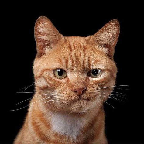 Judgmental Cats Who Are Disappointed By Your Life Choices Cat Rules, Meme Chat, Gatos Cool, American Bobtail, Cat Faces, Cutest Cat, Angry Cat, Animal Reference, Orange Cats