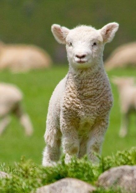 Sanctuary Animals, Farm Livestock, Farmyard Animals, Sheep Breeds, Cute Lamb, The Barnyard, Roast Potatoes, Sheep And Lamb, Animal Nature