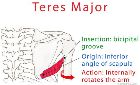 Teres major anatomy and test (video) Teres Major Muscle, Teres Major, Muscular System Anatomy, Massage Therapy School, Shoulder Anatomy, Muscle Tear, Shoulder Muscle, Farmer Life, Muscle System