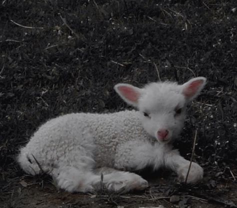 Baby Lamb Aesthetic, Lamb Aesthetic, Baby Lamb, Minor Arcana, Dark Academia, Cute Animals, Animals