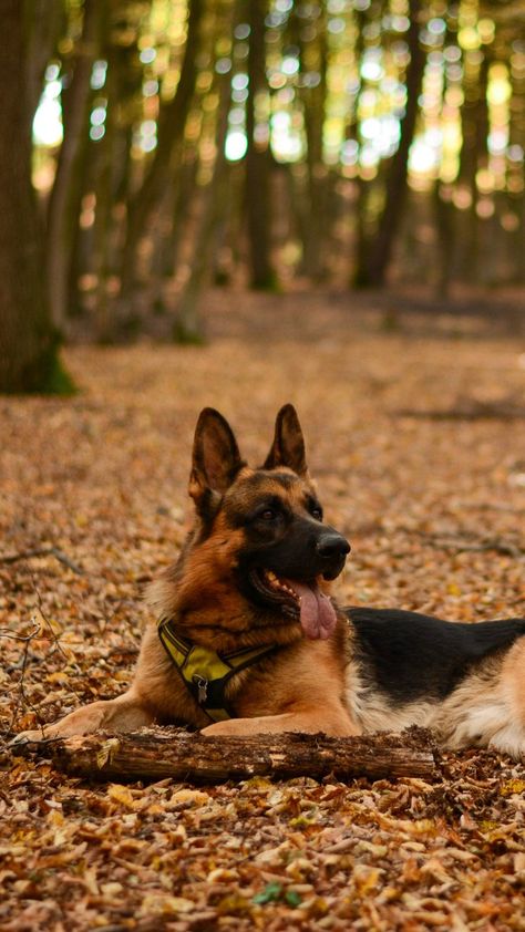 German Shepherd iPhone wallpaper German Shepherd Background, German Shepherd Aesthetic Wallpaper, German Shepherd Wallpaper, Dogs Tattoo Ideas, Dogs Tattoo, Aesthetic Dogs, Dream Puppy, German Shepherd Photos, Wallpaper Dog