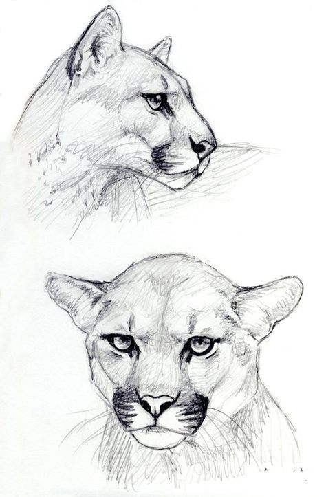 Realistic Animal Drawings, Mountain Lions, Lion Drawing, Animal Drawings Sketches, Cat Sketch, Big Cats Art, Art Drawings Sketches Pencil, Art Drawings Sketches Creative, Pencil Art Drawings