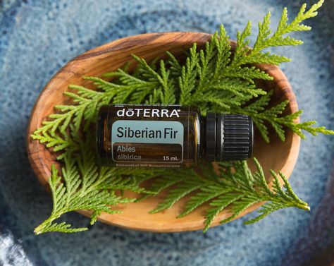 Siberian fir | dōTERRA Essential Oil Siberian Fir Doterra, Siberian Fir, Doterra Essential Oils, Doterra, Local Businesses, Google Maps, Essential Oil, Switzerland, Persona