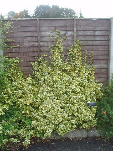 Euonymus fortunei 'Emerald 'n Gold' can be pruned to be mounded, or can be a climber. Winter Creeper Shrub, Winter Creeper, Clay Plants, Euonymus Fortunei, Wall Plants, Bath Garden, Backyard Storage Sheds, Backyard Garden Layout, Small Courtyard Gardens