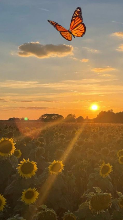 Butterflies Aesthetic, The Sunset, Butterflies, Avatar, Sunflower