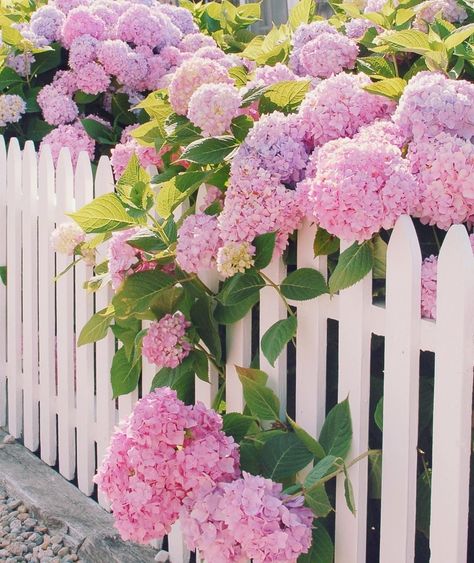 Pink hydrangeas + white picket fence. Is there really a better pair than that? ❤️ ? Hydrangea Garden, White Picket Fence, Pink Hydrangea, Picket Fence, Spring Blooms, Garden Cottage, Front Garden, Pink And Purple, Nantucket