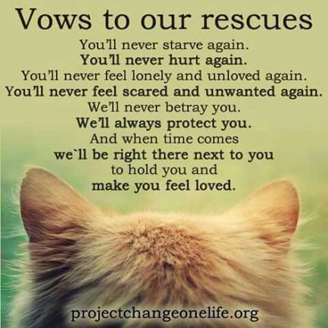 ❤❤❤ Cat Injuries, Fostering Kittens, Rescue Quotes, Chihuahua Rescue, Dog Poems, Animal Activism, Feeling Scared, Stray Cats, Cat Info