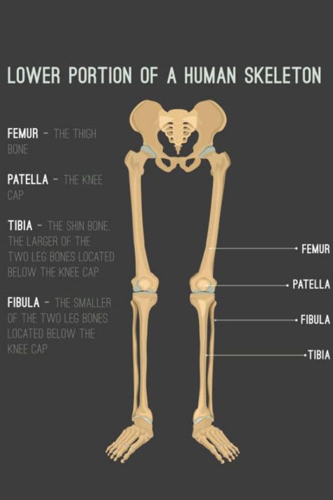 LOWER LIMB Skeletal System Anatomy, Leg Bones, Skeletal System, Lower Extremity, Human Body Parts, Organ System, Lower Limb, Human Skeleton, The Shins