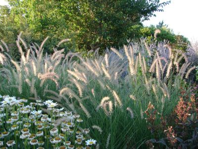 Zone 8 Ornamental Grass Varieties: Choosing Ornamental Grass For Zone 8 Zone 8b Garden, Zone 8 Landscape Design, Plants For Zone 8 Landscapes, Zone 8b Plants, Zone 8 Perennials, Zone 8b Landscaping, Zone 8 Gardening, Ornamental Grass Garden Layout Plan, Zone 8 Landscaping