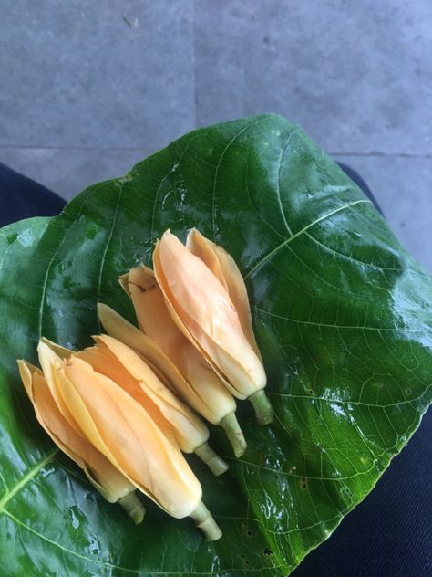 Chafa Flower, Tamil Aesthetic, Planting Flowers, Plants, Flowers, Quick Saves