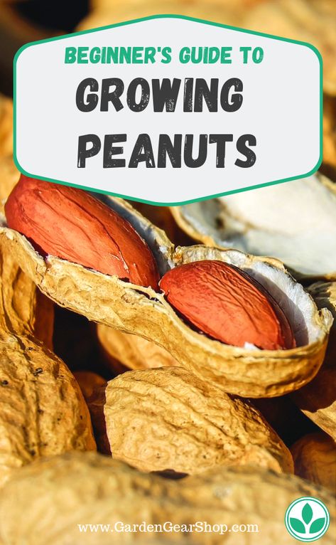 Growing Peanuts, Gardening Guide, Gardening Gear, Organic Vegetable Garden, Survival Gardening, Garden Types, Veg Garden, Backyard Farming, Garden Guide